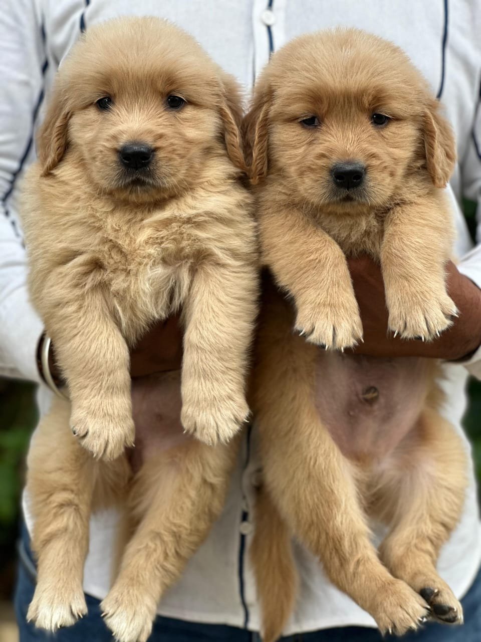 Buy Male Golden  Retriever Puppy from Bangalore